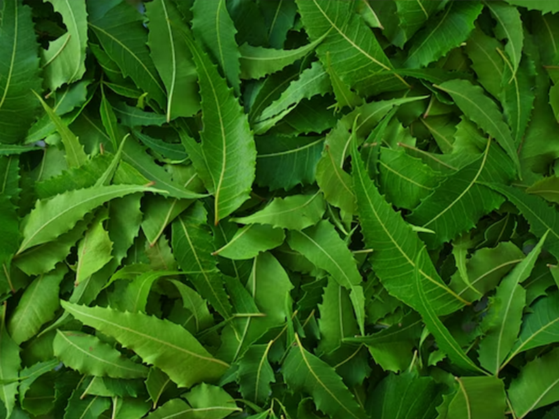 Neem